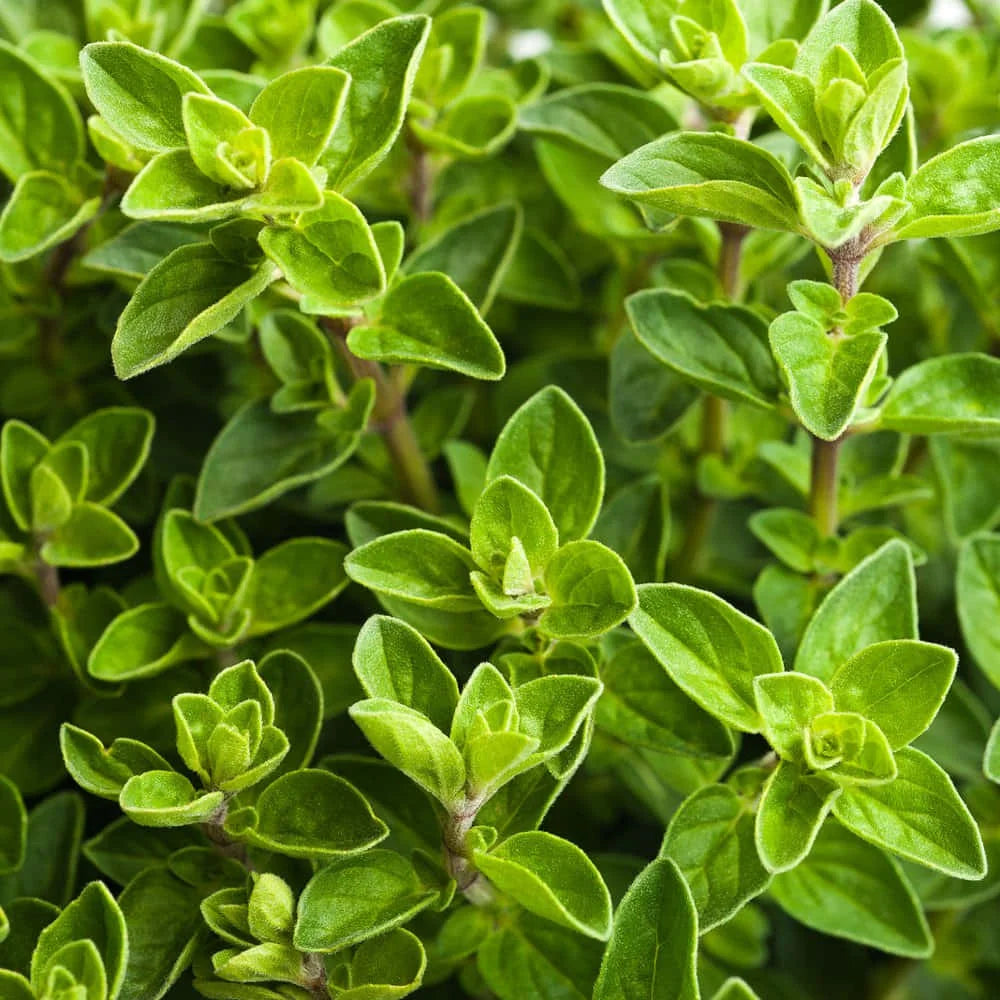 Oregano (Bag)