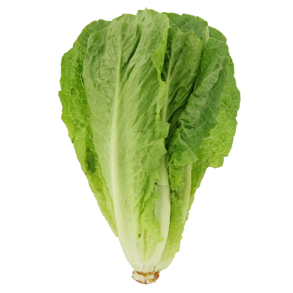 Romaine Lettuce