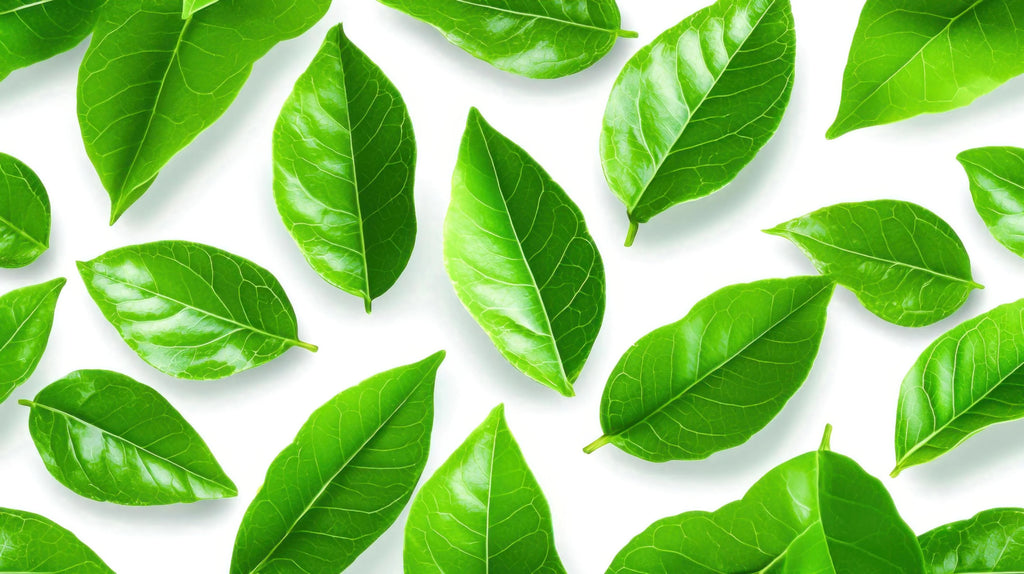Fresh Green Leaf