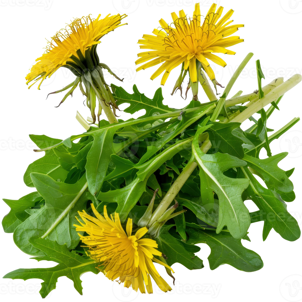 Dandelion