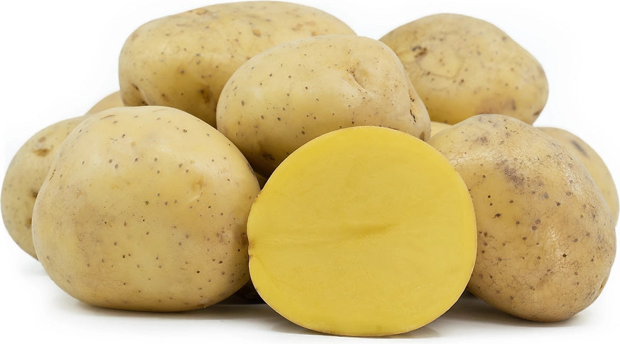 Yukon Gold Chef potato